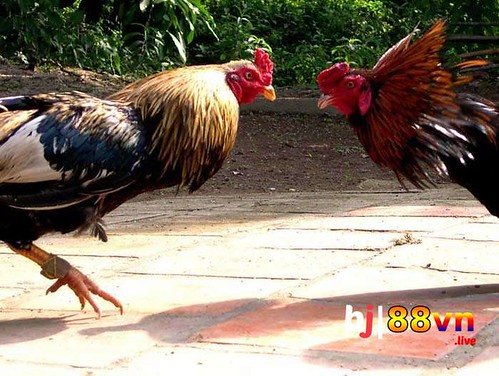 Review Đà Nẵng Hội An 4 Ngày 3 Đêm – Khám Phá Nền Tảng Giải Trí Hàng Đầu